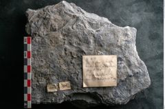 Foto (Detailansicht) von Sigillaria davreuxii Brongniart (NHMW-GEO-2024-0188-11089)